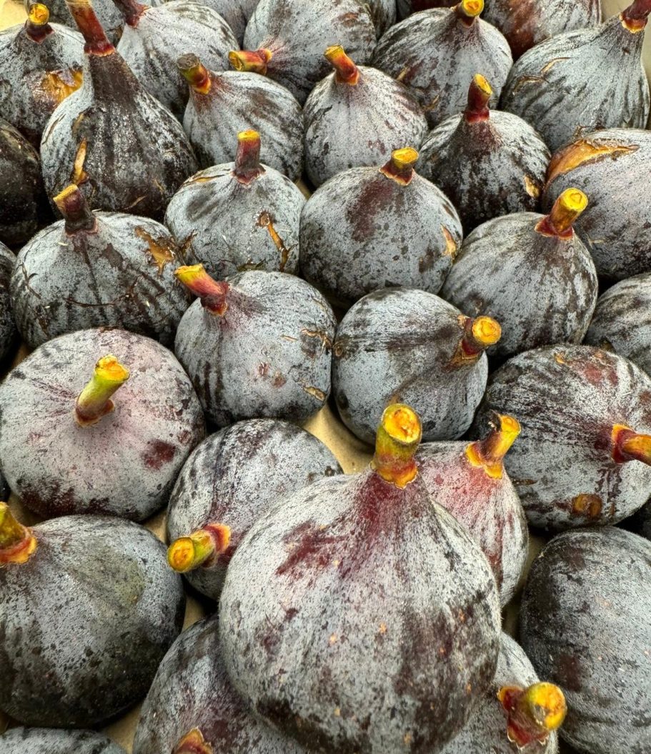 fruit